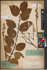 Foto von Salix caprea L.